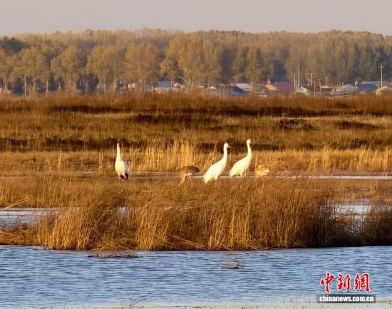 �ؚw�QȺ�ġ�С��(����)�����˰��QȺ�w�����r �z