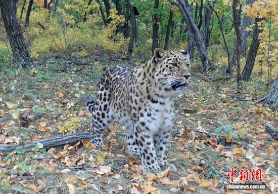 2025���ږ|��������(gu��)�ҹ��@�Ĕz�Ė|������(��ҕ��ý���D)