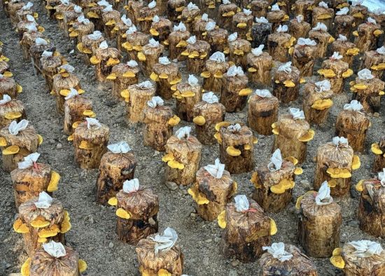 安圖縣委宣傳部/供圖 安圖縣委宣傳部/供圖